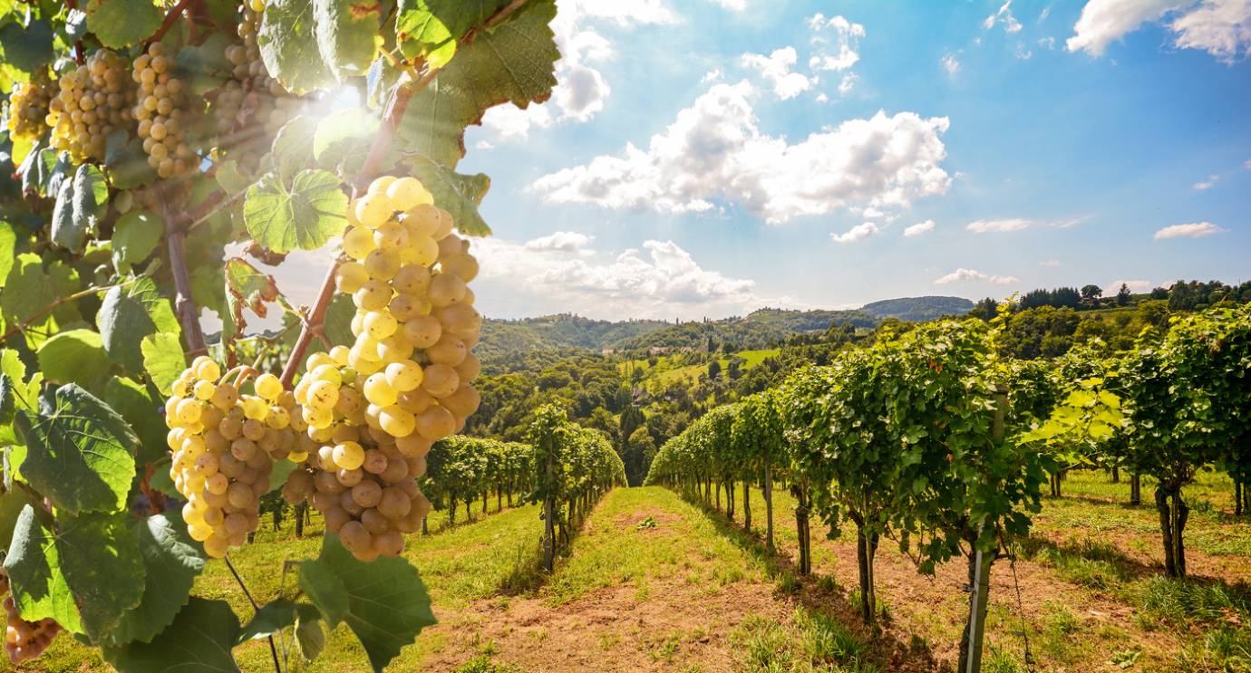 traitement de l'eau pour viticulture durable